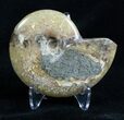 Inch Polished Ammonite From Madagascar #2950-1